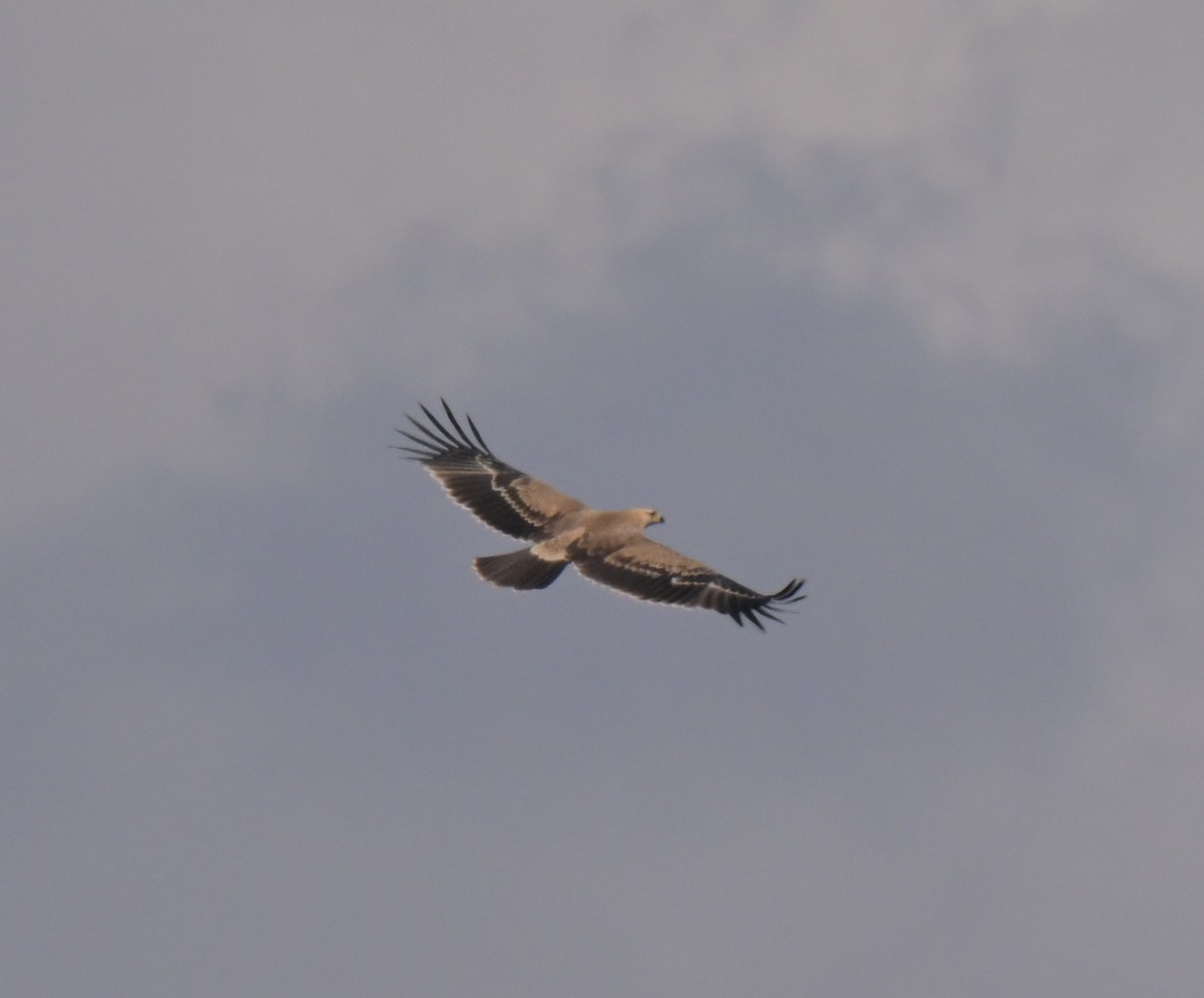Tawny Eagle - ML646122436