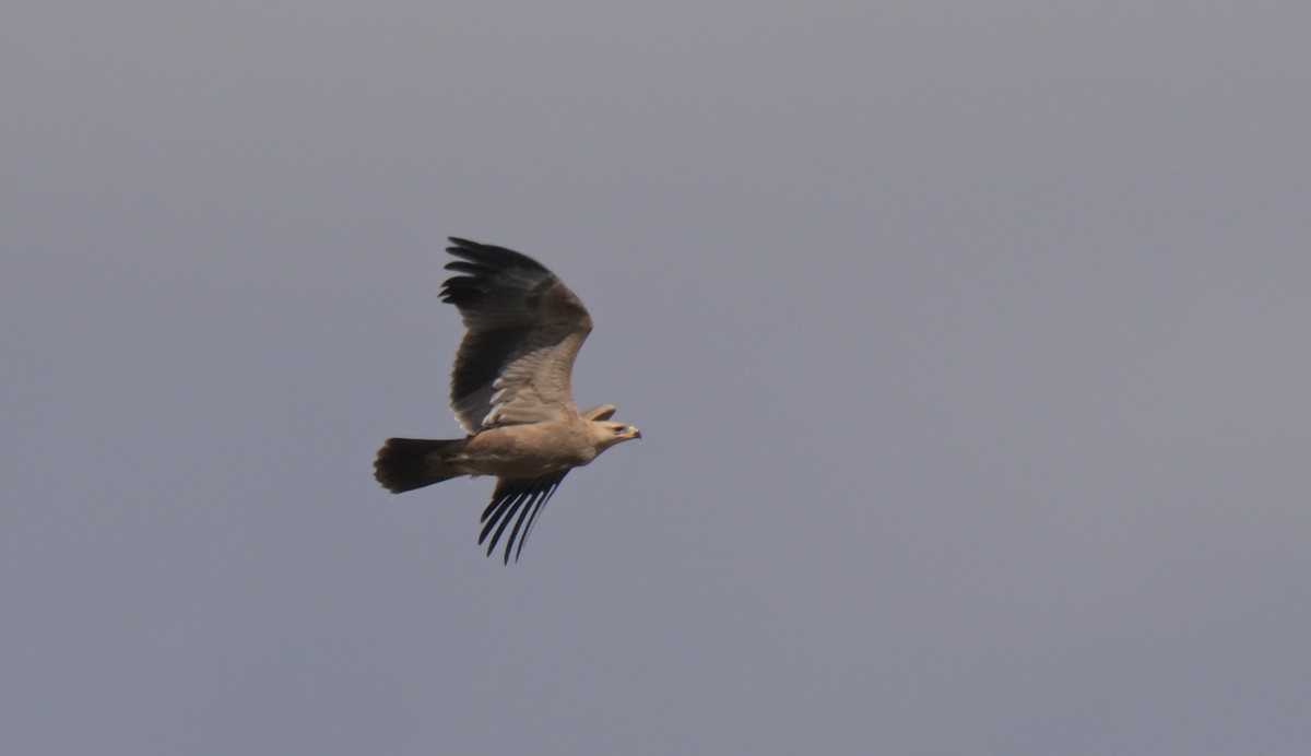 Tawny Eagle - ML646122437