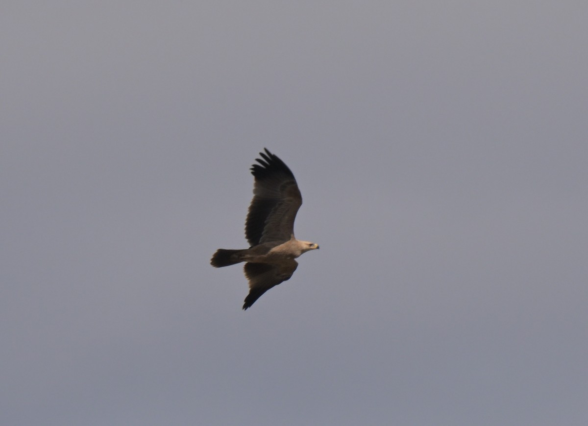 Tawny Eagle - ML646122438