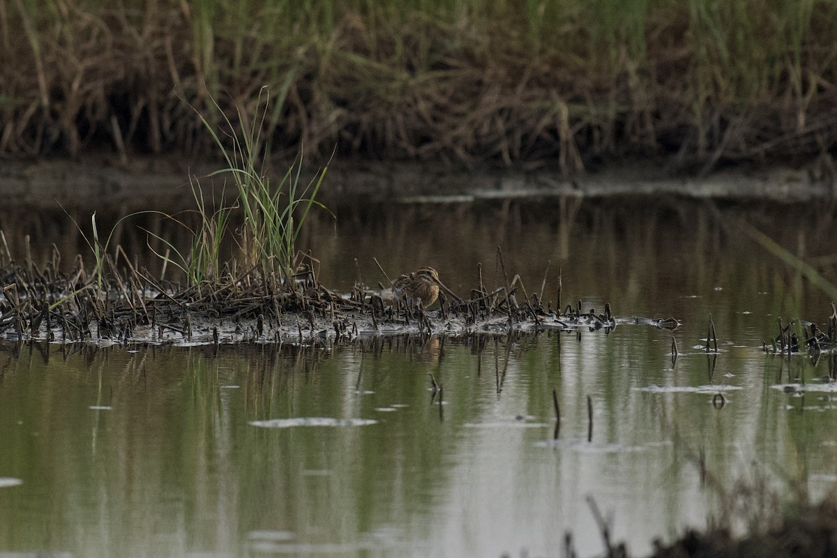 Common Snipe - ML646122439