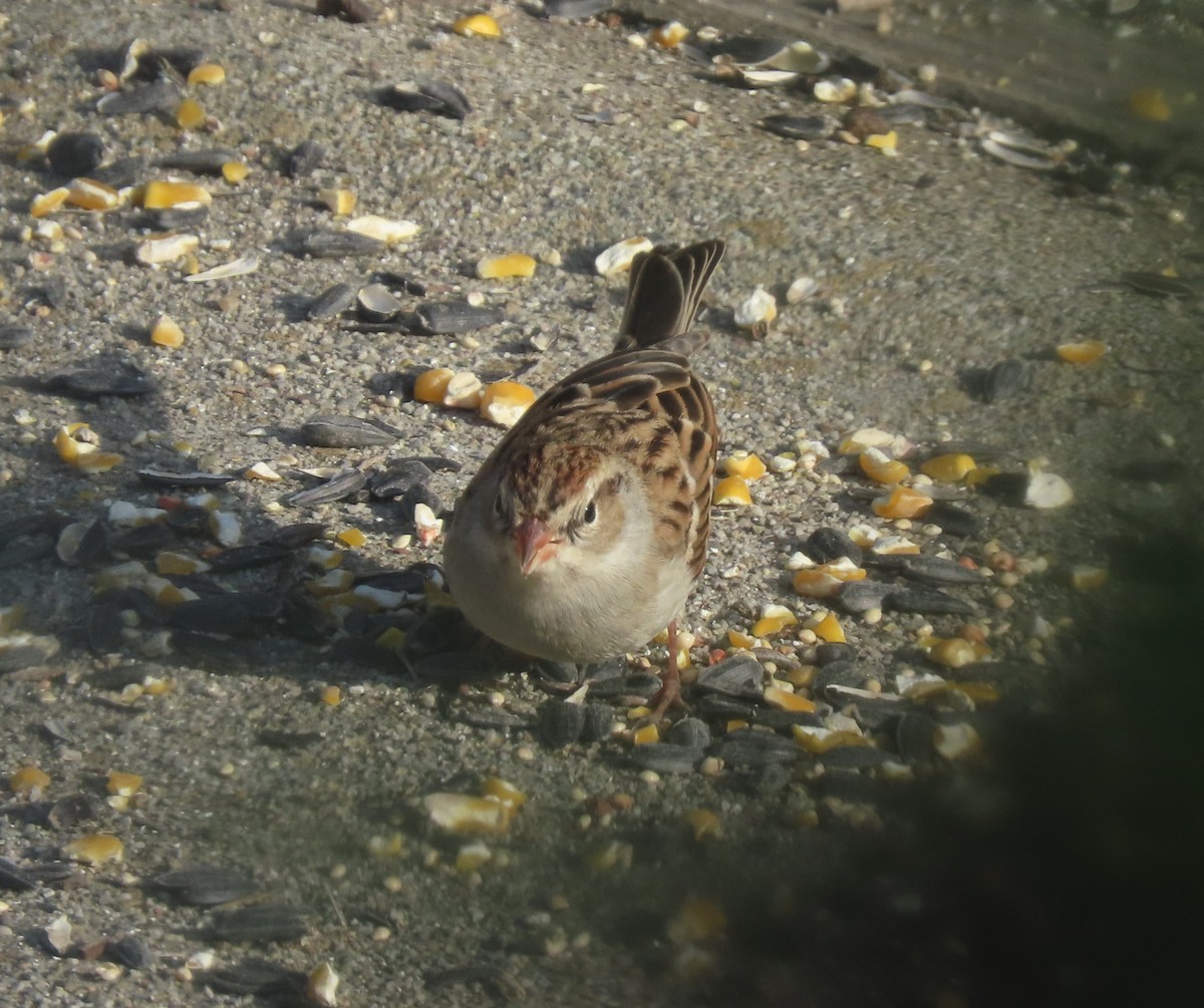 Chipping Sparrow - ML646122446