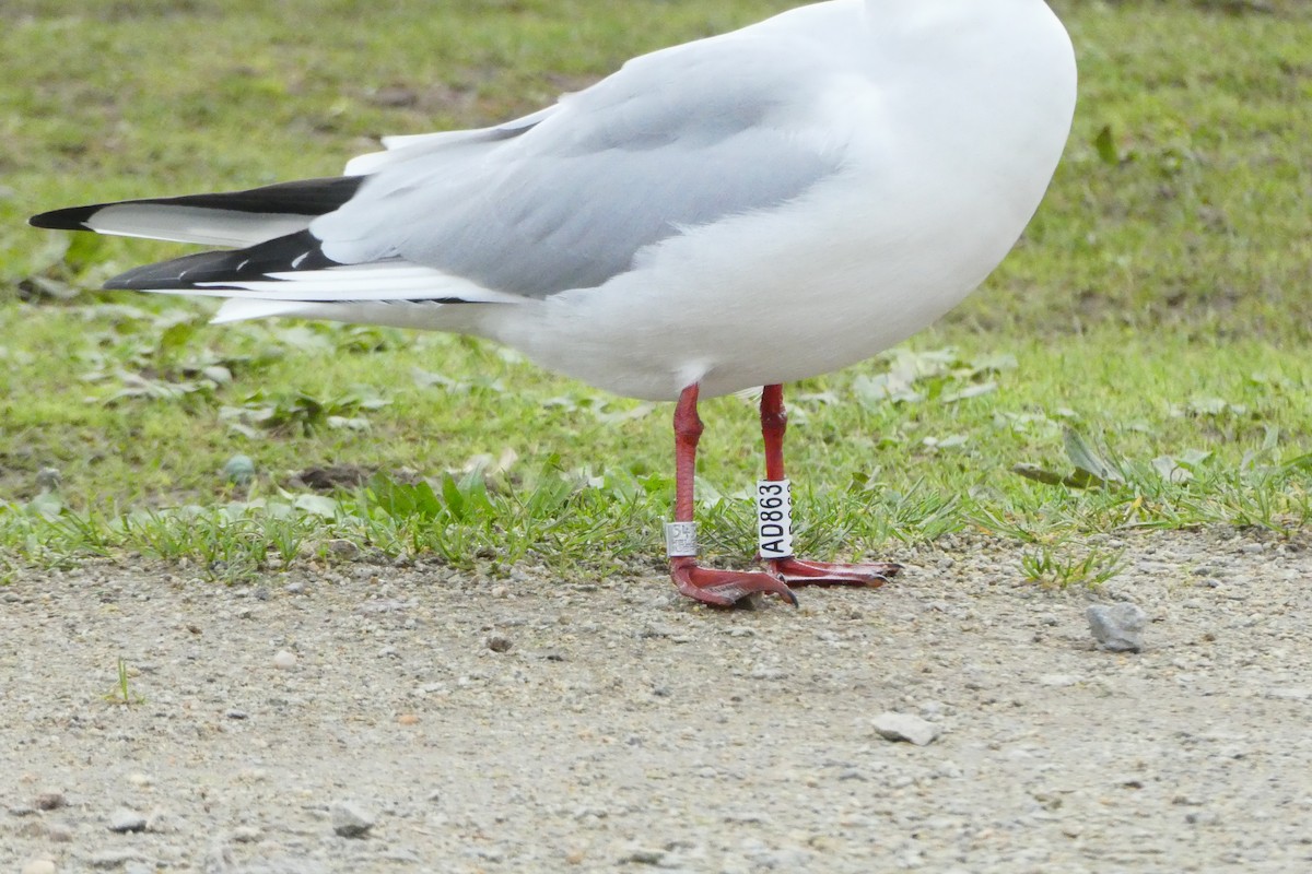 Black-headed Gull - ML646122451