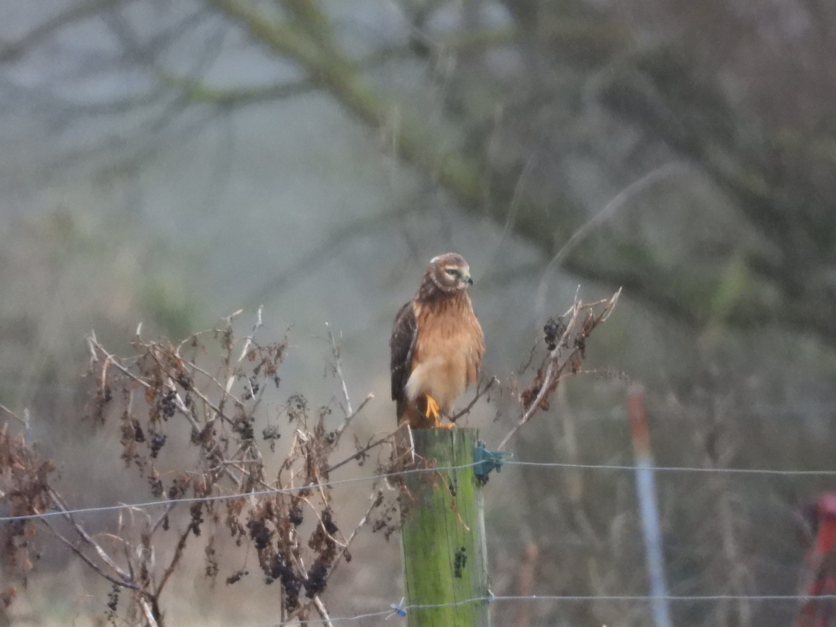 Northern Harrier - ML646122452