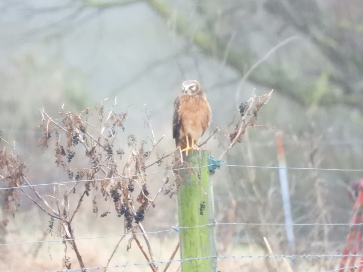 Northern Harrier - ML646122453