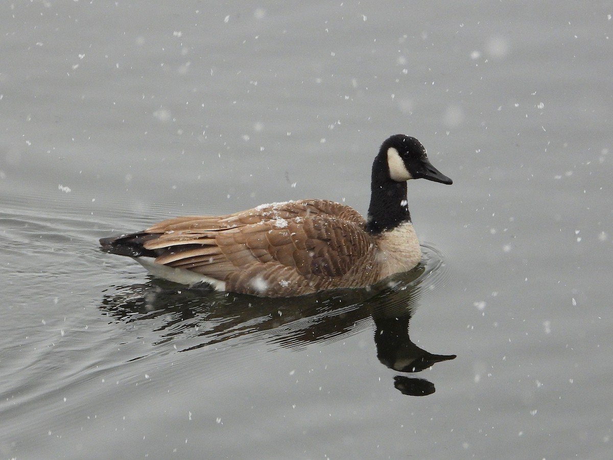Canada Goose - ML646122454