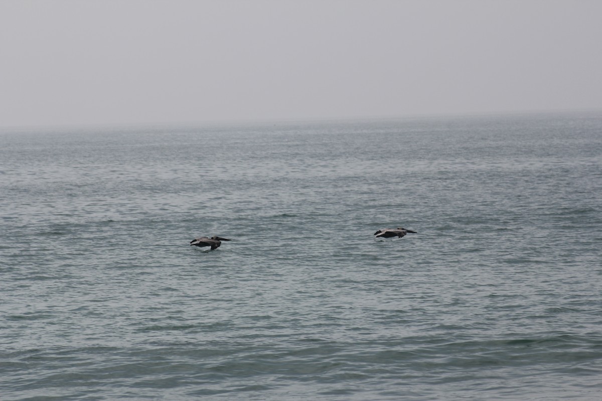 American White Pelican - ML646122460