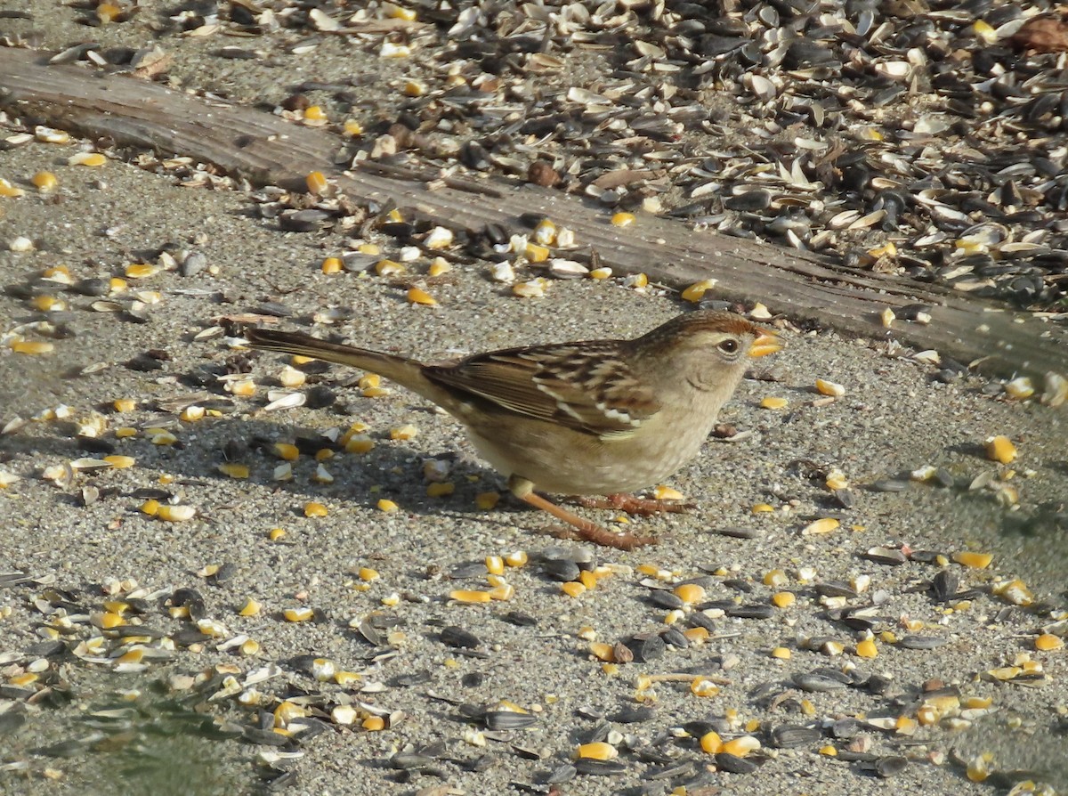 White-crowned Sparrow - ML646122466
