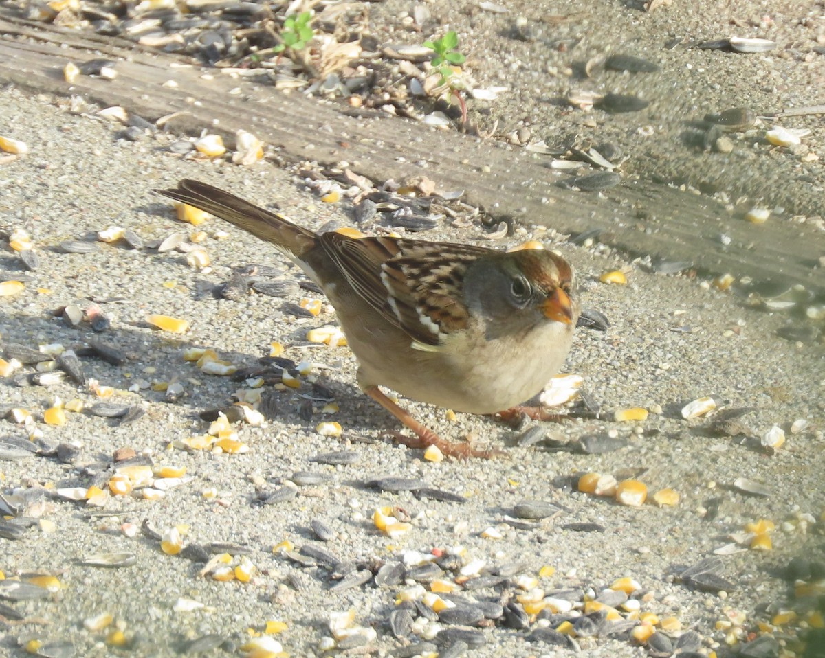 White-crowned Sparrow - ML646122472