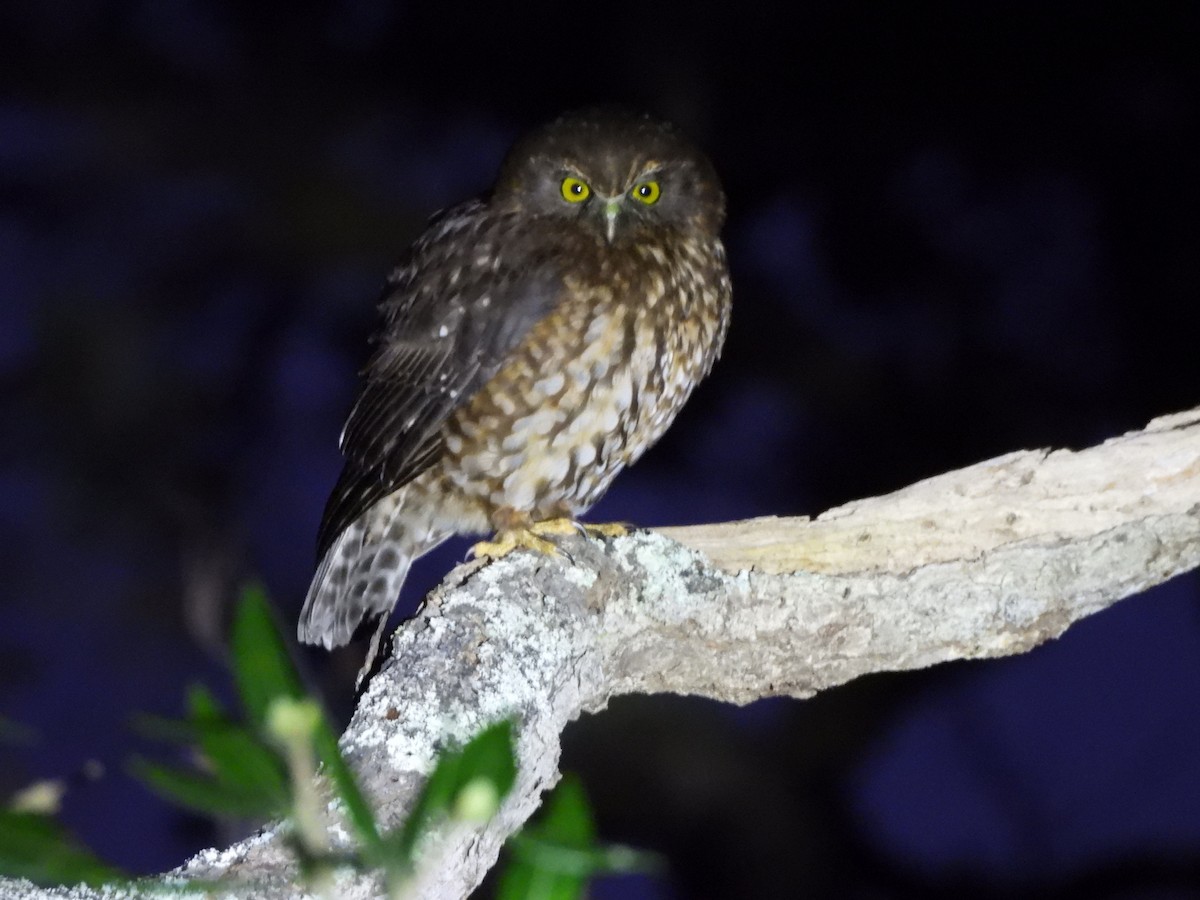 nattsvermerugle - ML646122475