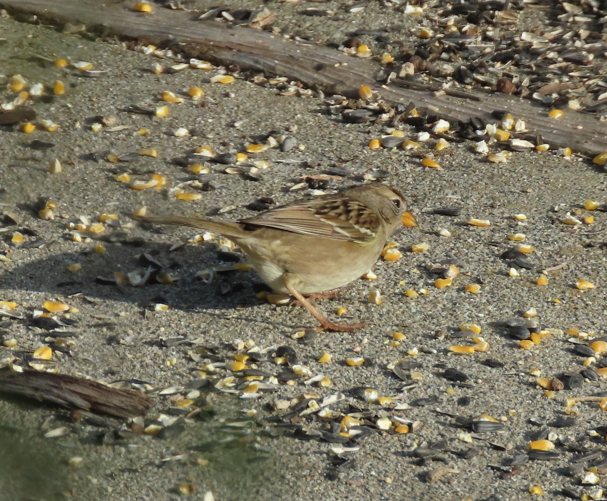 hvitkronespurv - ML646122476