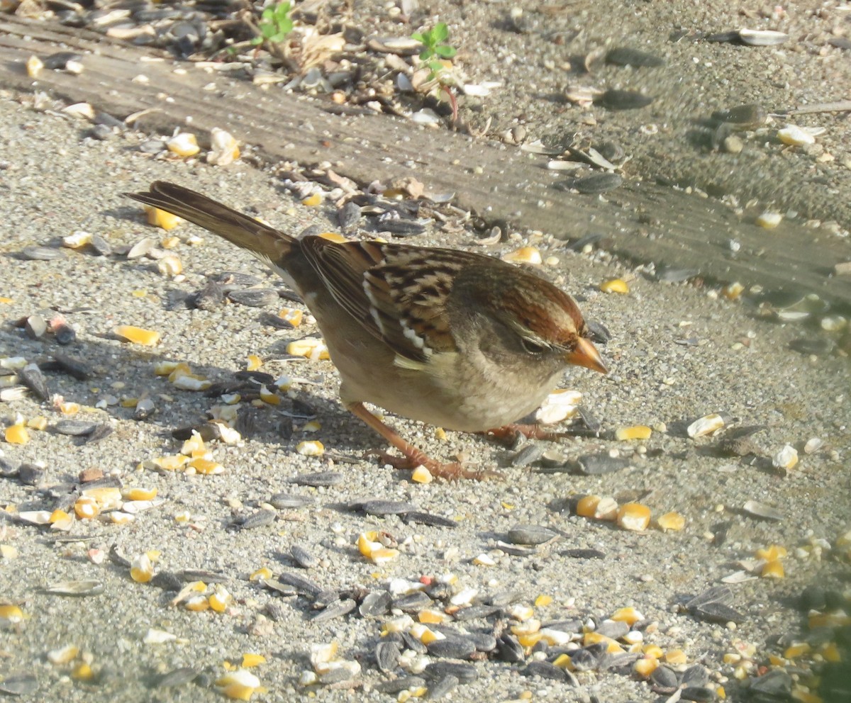 hvitkronespurv - ML646122477