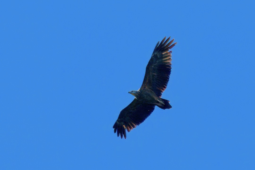 brunhavørn - ML646122478