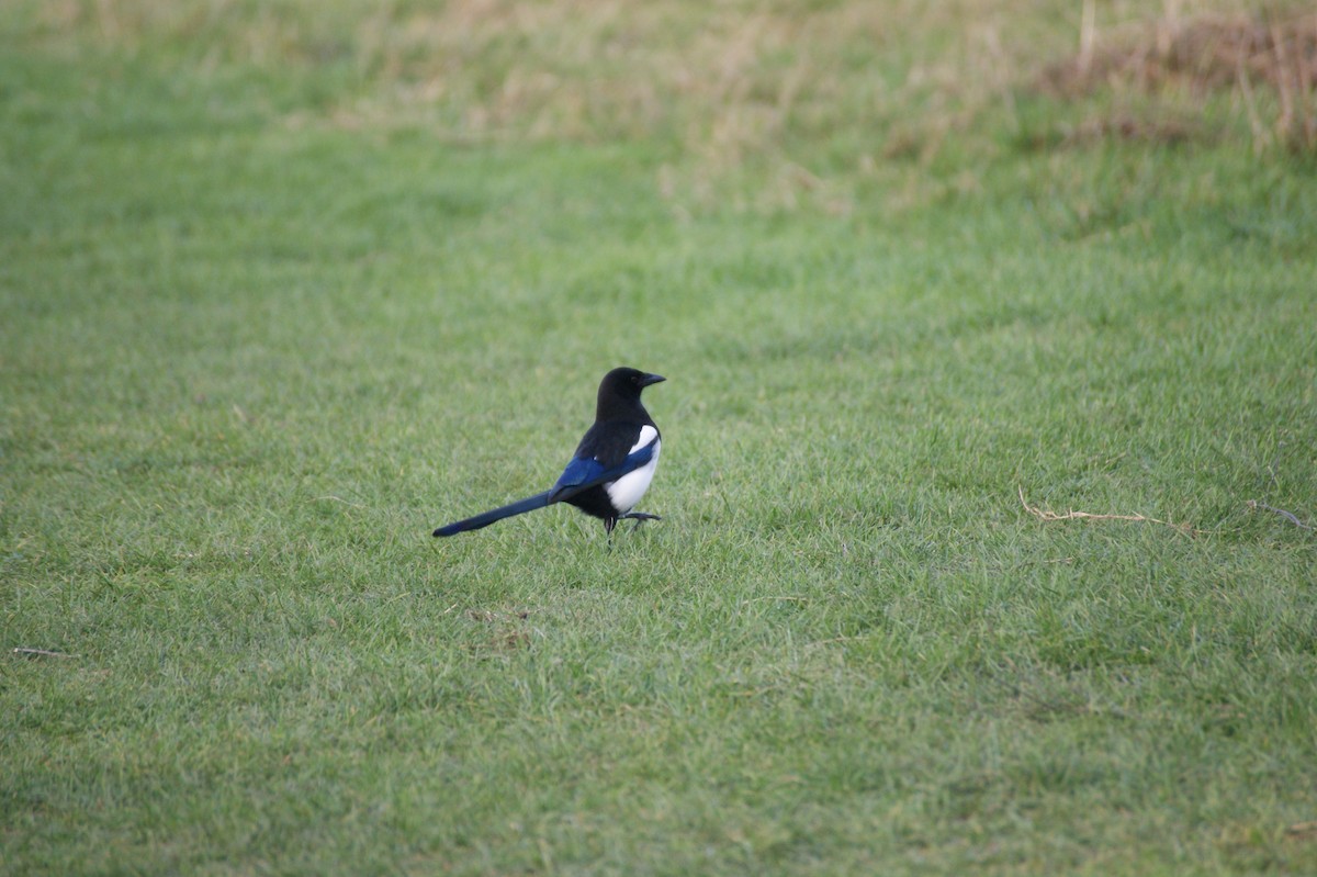 skjære - ML646122479