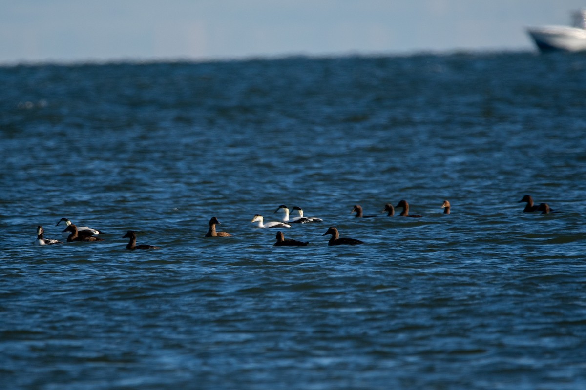 ærfugl - ML646122480