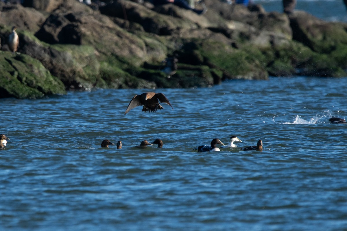 ærfugl - ML646122481