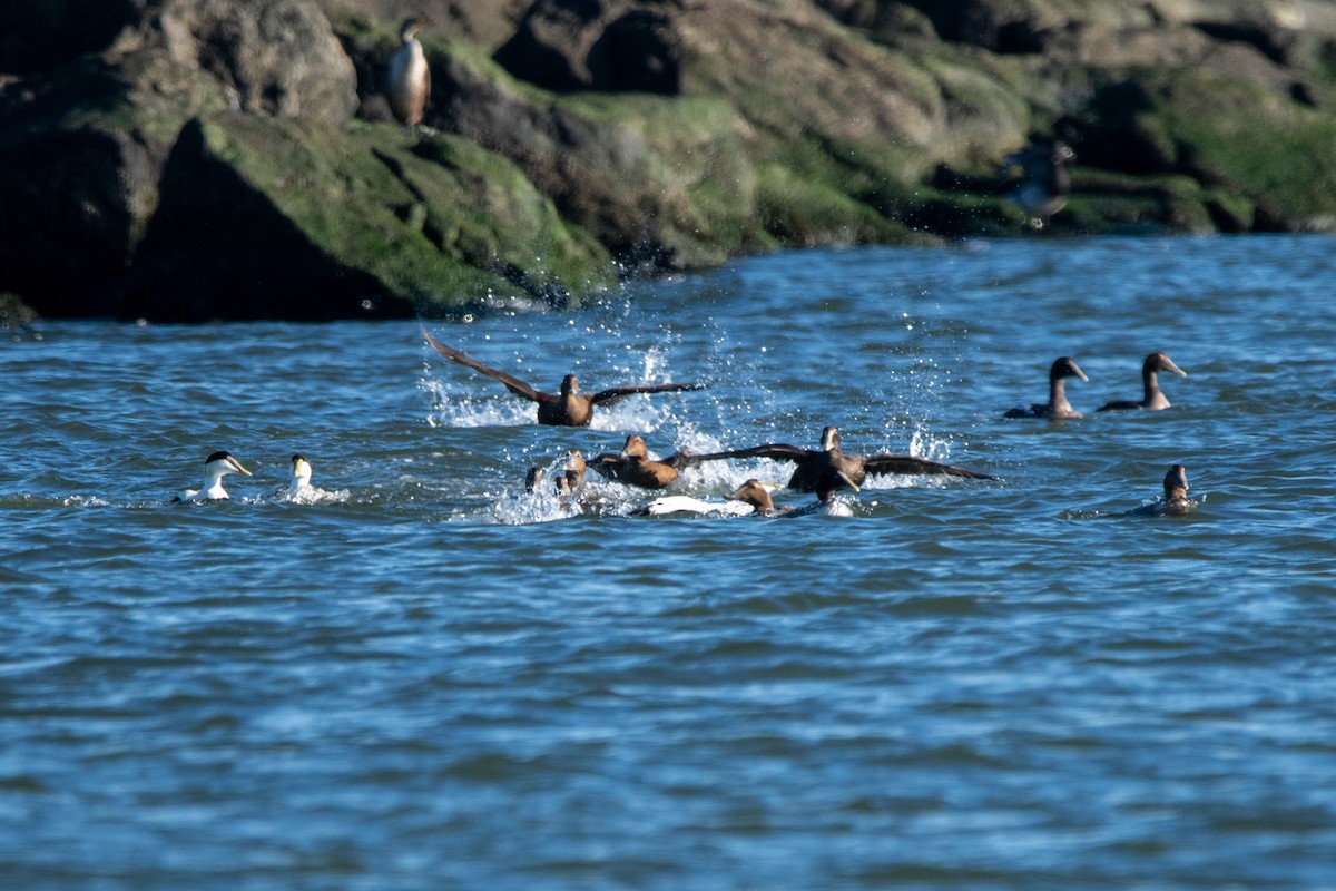 ærfugl - ML646122482