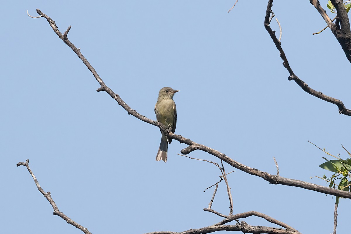 storpivi - ML646122483