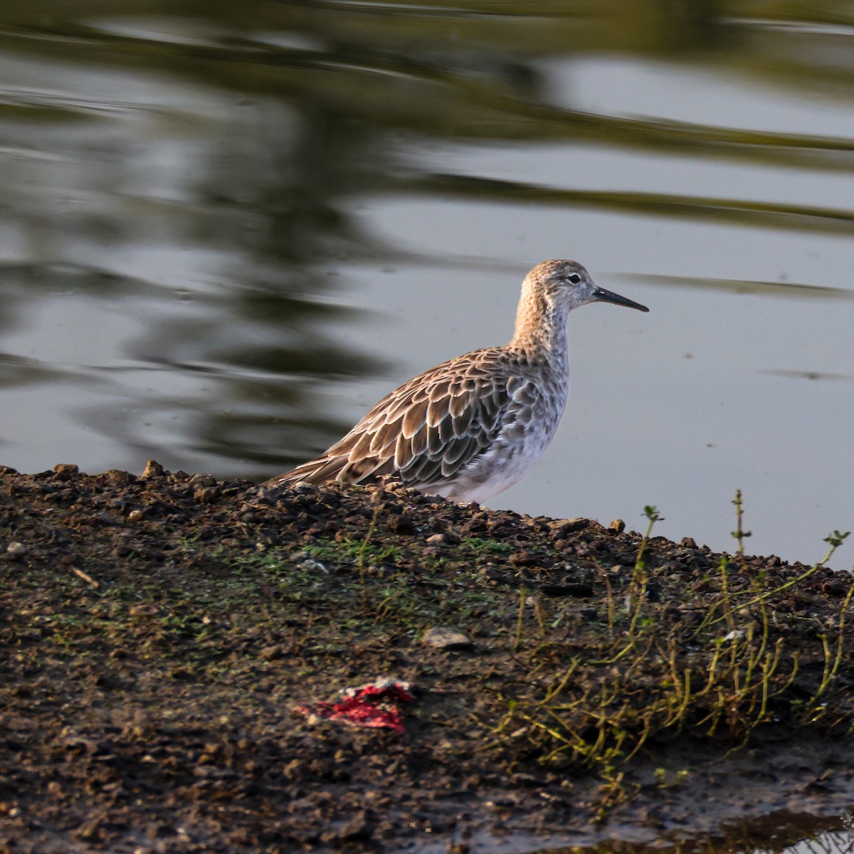 brushane - ML646122484