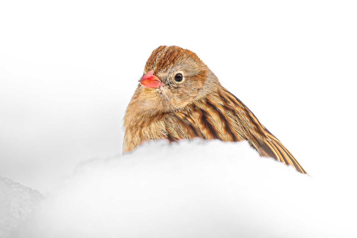 Field Sparrow - ML646122486