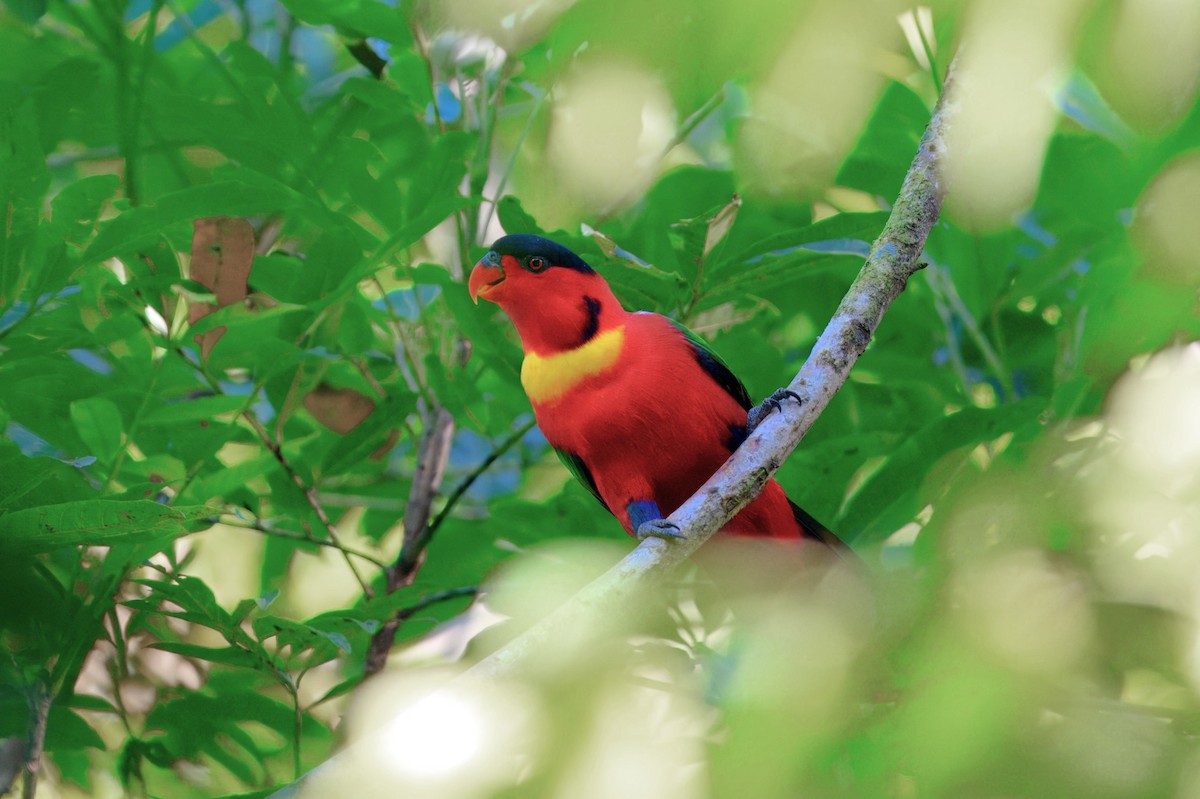 gulringlori - ML646122487