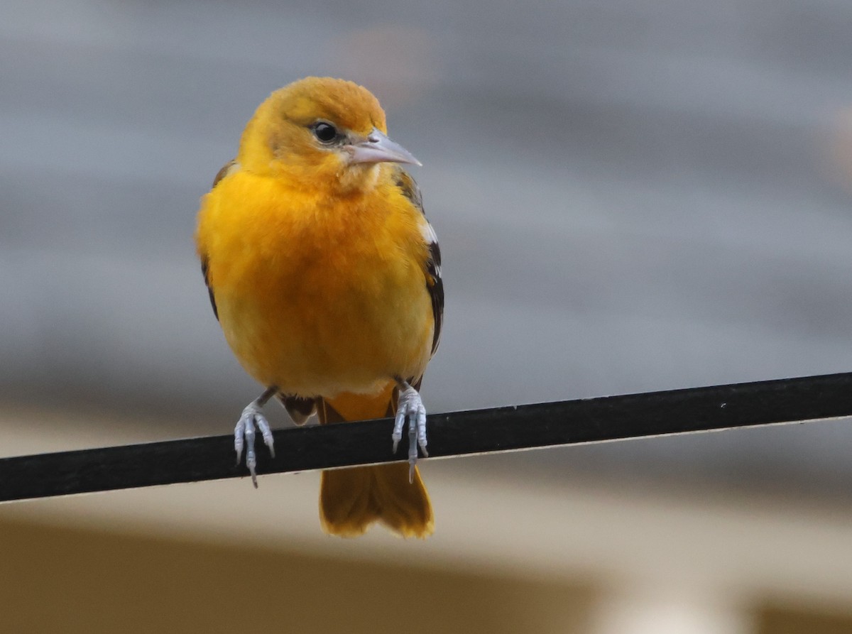 lundtrupial - ML646122489