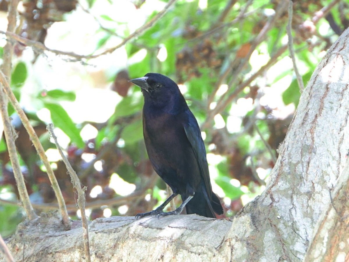 silketrupial - ML646122490