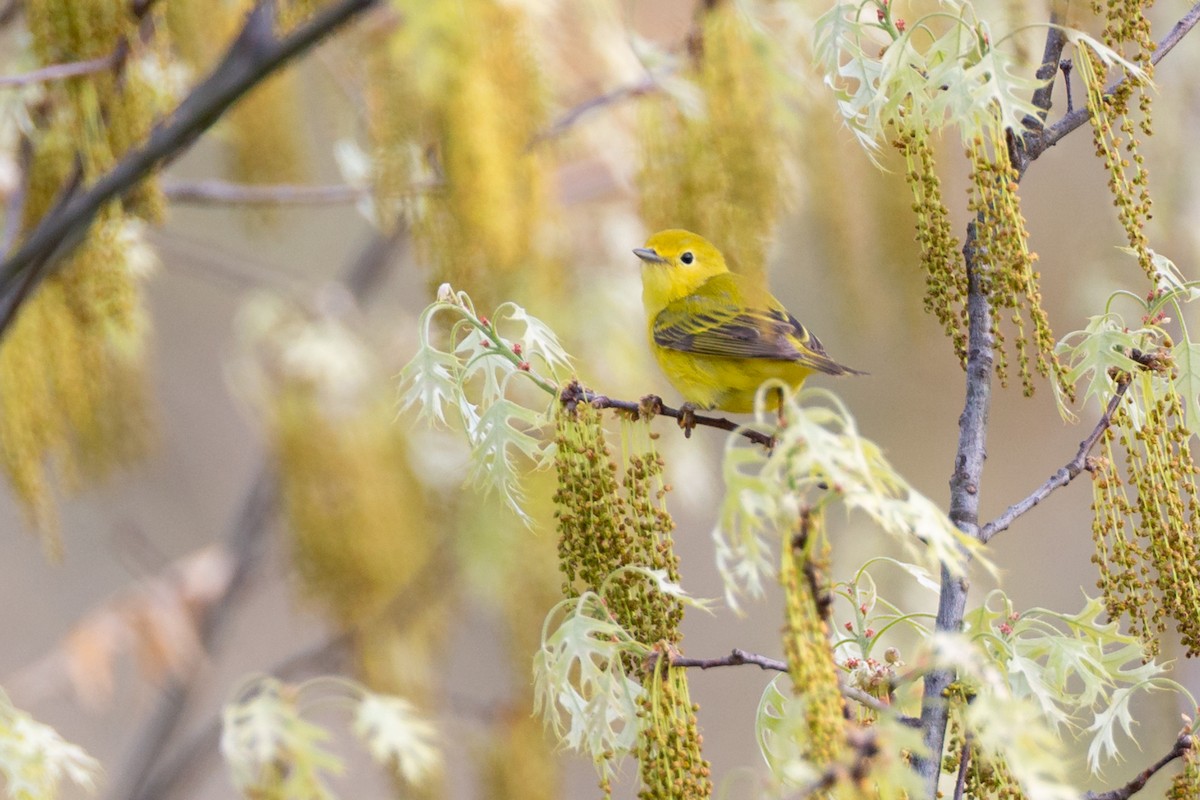 gulparula - ML646122491