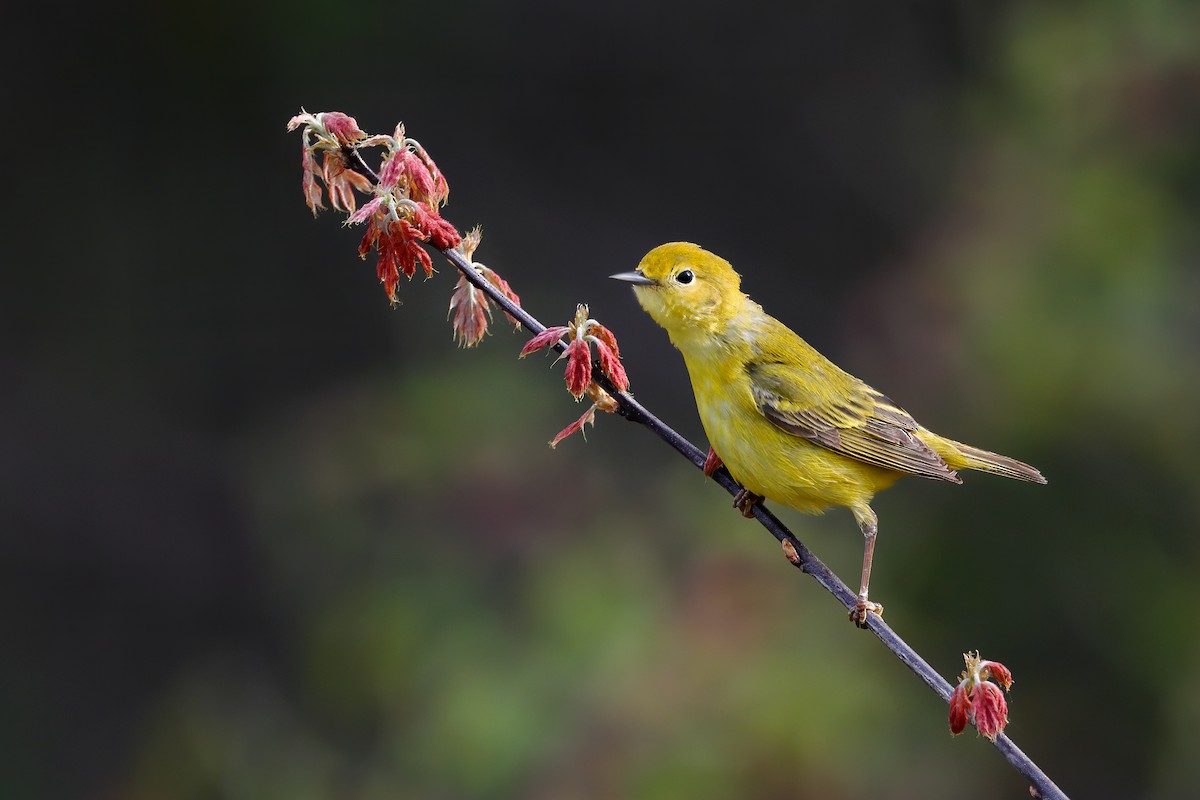 gulparula - ML646122492