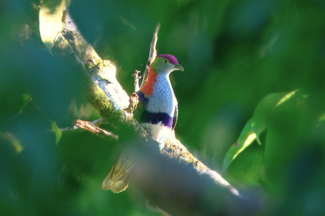 praktfruktdue - ML646122493