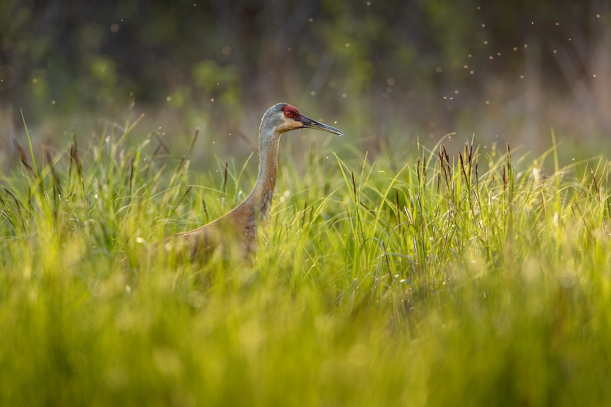 kanadatrane - ML646122494