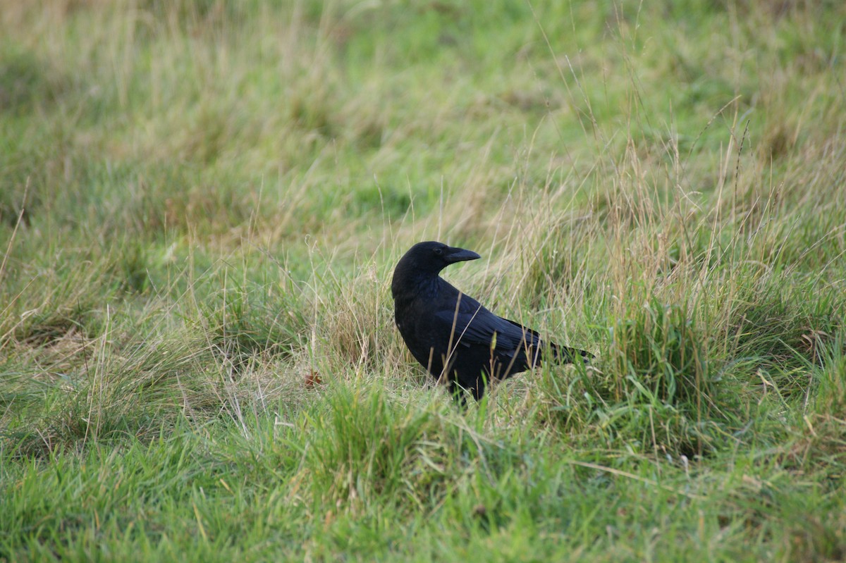 svartkråke - ML646122495