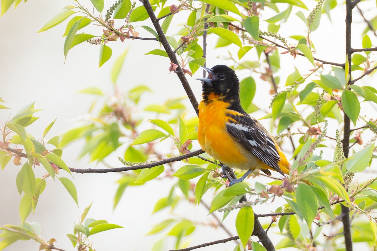 lundtrupial - ML646122496