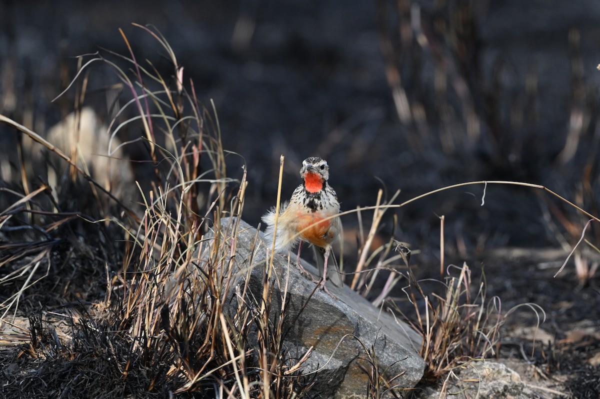 Rosy-throated Longclaw - ML646122498