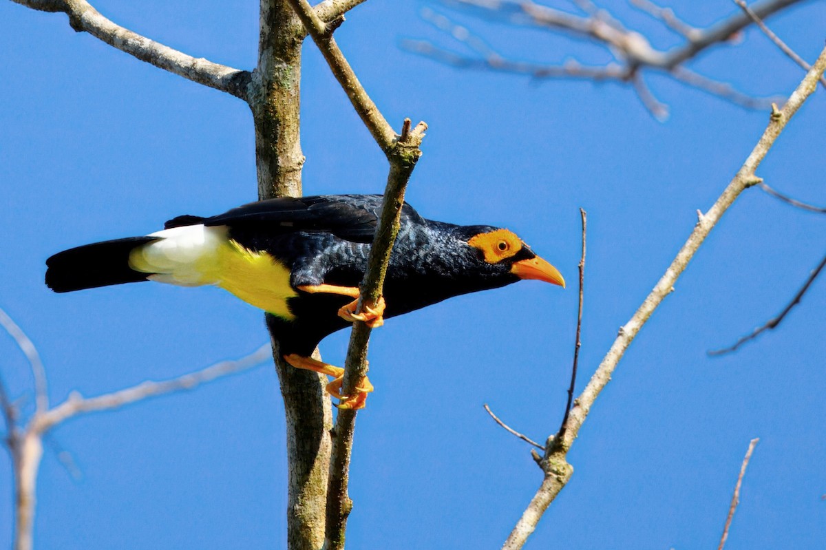 gullmaskestær - ML646122499