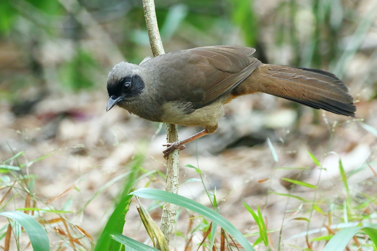 Masked Laughingthrush - ML646122500