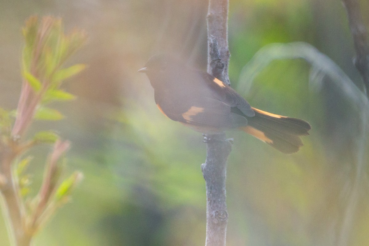 rødstjertparula - ML646122501