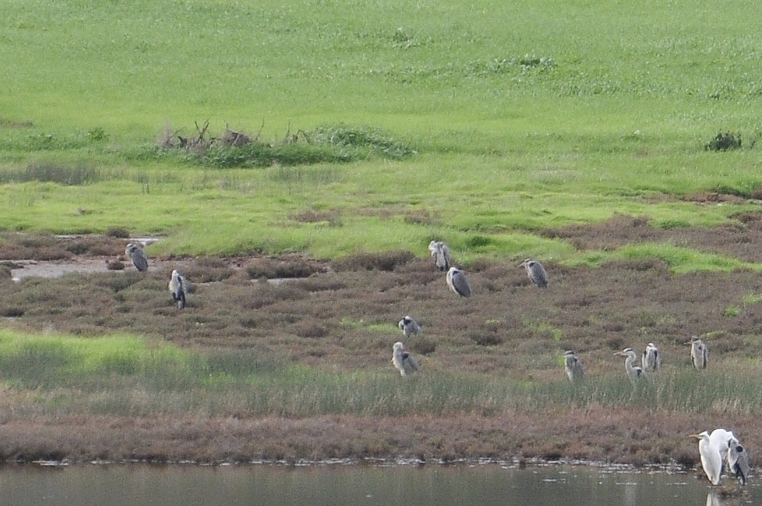 gråhegre - ML646122504