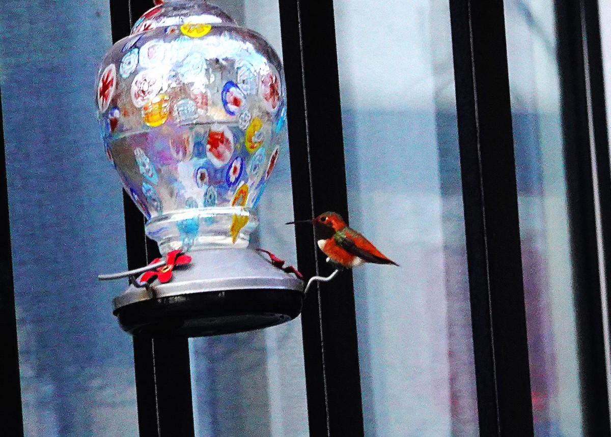 chaparralkolibri - ML646122507