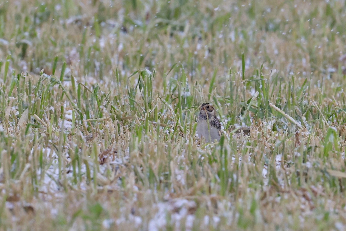 Spornammer - ML646122508