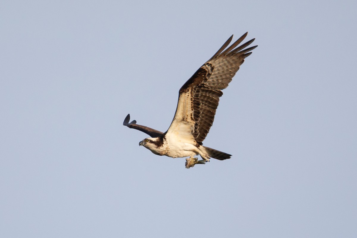 fiskeørn - ML646122509