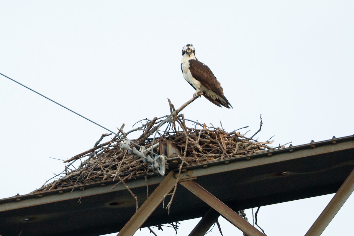 fiskeørn - ML646122510