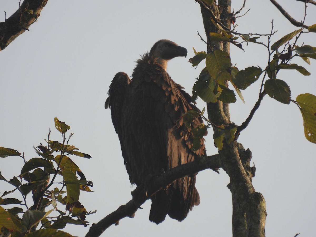 bengalgribb - ML646122511