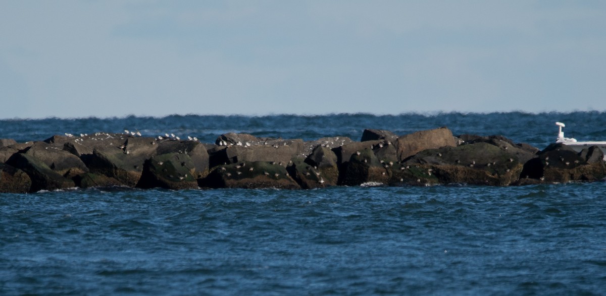 fjæreplytt - ML646122512