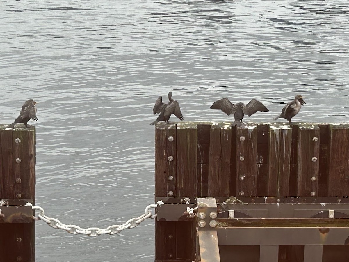 cormorant sp. - ML646122514