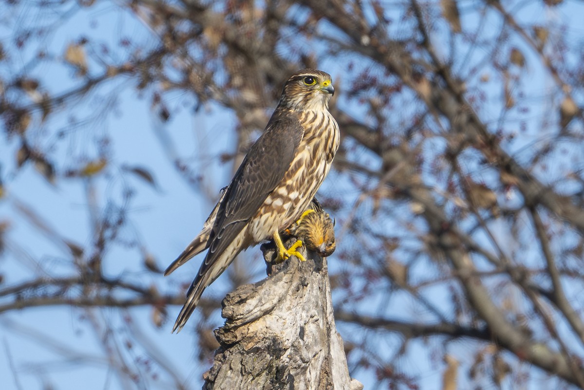 Merlin (Taiga) - ML646122515