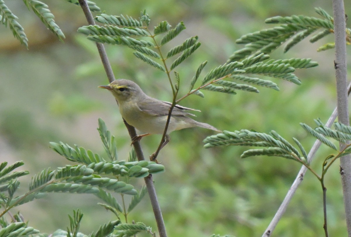 Ногоон дууч шувуу - ML646122519