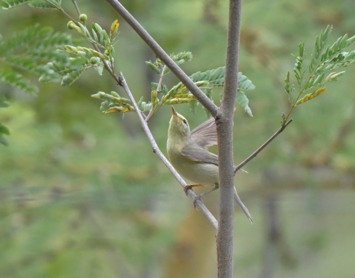 Ногоон дууч шувуу - ML646122520