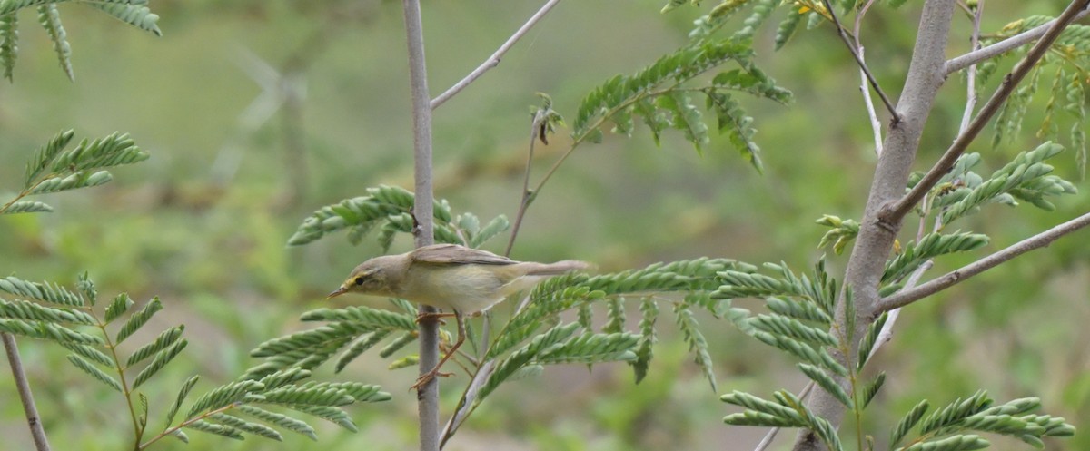 Ногоон дууч шувуу - ML646122521