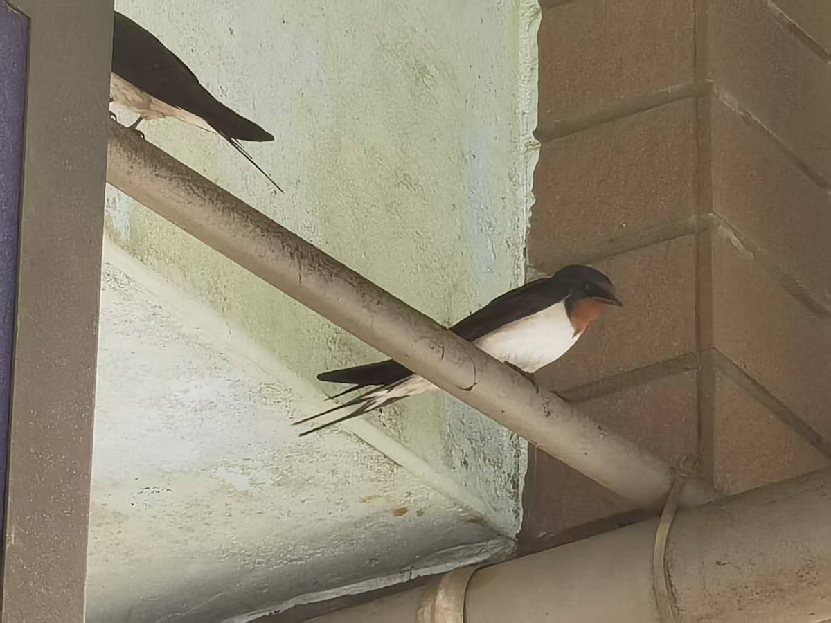 Barn Swallow - ML646122534