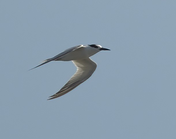 rybák malý - ML646122541